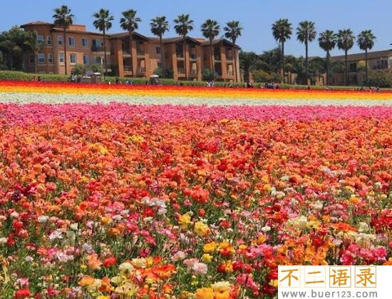 世界十大花海排名，全球最美的十大花海图片(中国上榜2个)图片
