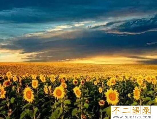 世界十大花海排名，全球最美的十大花海图片(中国上榜2个)图片