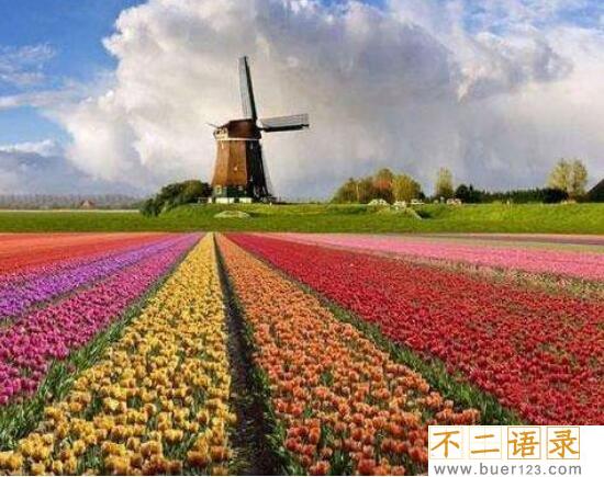 世界十大花海排名，全球最美的十大花海图片(中国上榜2个)图片