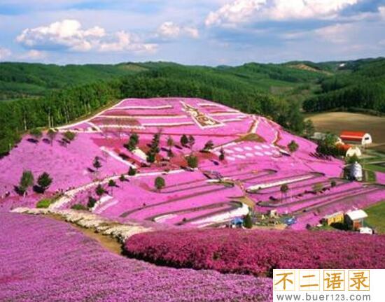 世界十大花海排名，全球最美的十大花海图片(中国上榜2个)图片