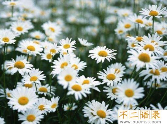 世界十大花海排名，全球最美的十大花海图片(中国上榜2个)图片