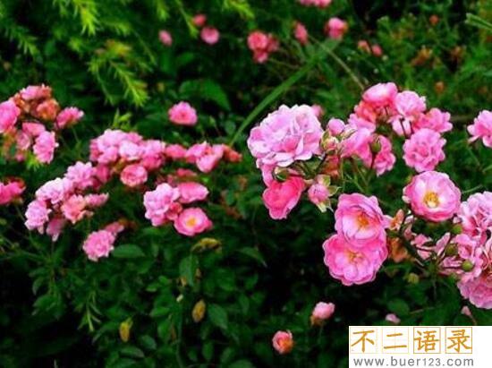 世界十大花海排名，全球最美的十大花海图片(中国上榜2个)图片
