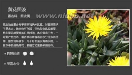 1000种多肉植物图鉴图片
