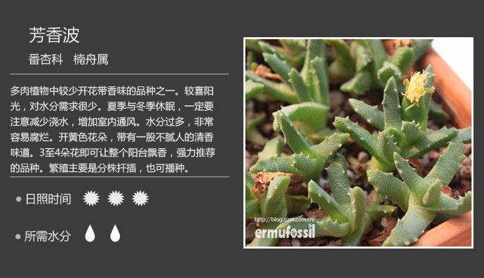 多肉植物品种大全图解图片