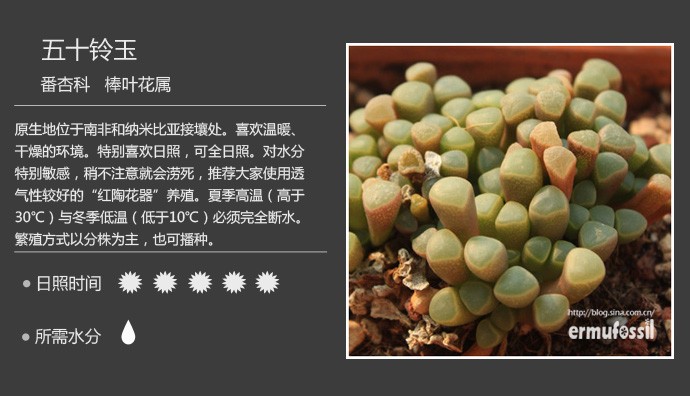 多肉植物品种大全图解图片