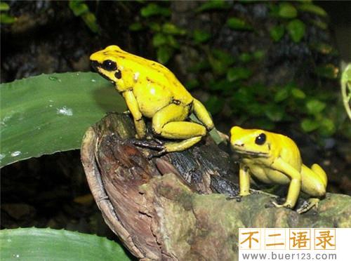 世界上最毒的动物 竟然是黄金箭毒蛙图片