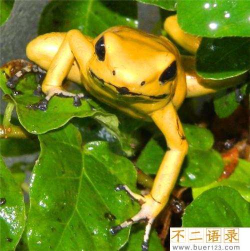 世界上最毒的动物 竟然是黄金箭毒蛙图片