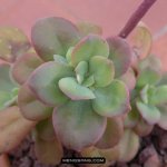 多肉植物品种大全图解图片
