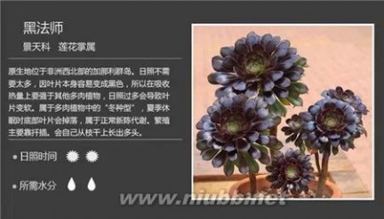 1000种多肉植物图鉴图片
