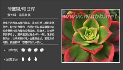 1000种多肉植物图鉴图片