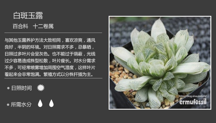 多肉植物品种大全图解图片