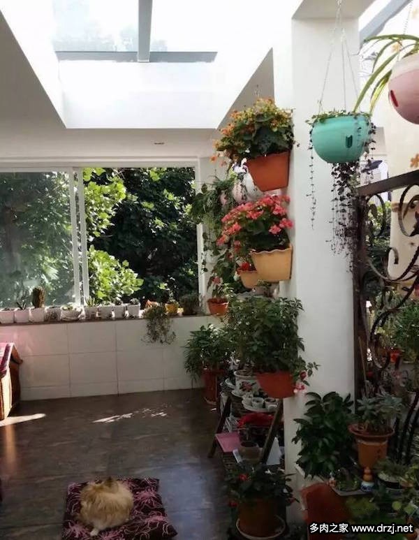1000种多肉植物图鉴图片