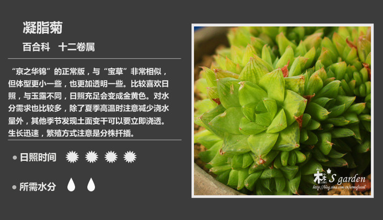 多肉植物品种大全图解图片