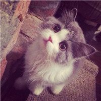 可爱猫咪情侣头像 萌萌的小猫
