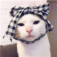可爱猫咪情侣头像 萌萌的小猫