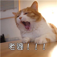 可爱猫咪情侣头像 萌萌的小猫