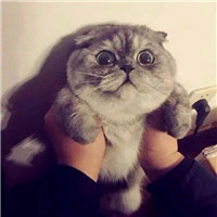 可爱猫咪情侣头像 萌萌的小猫