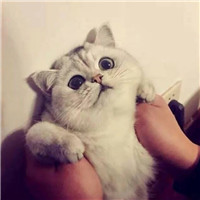 可爱猫咪情侣头像 萌萌的小猫