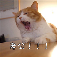 可爱猫咪情侣头像 萌萌的小猫