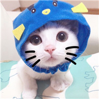 可爱猫咪情侣头像 萌萌的小猫