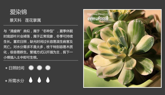 多肉植物品种大全图解图片