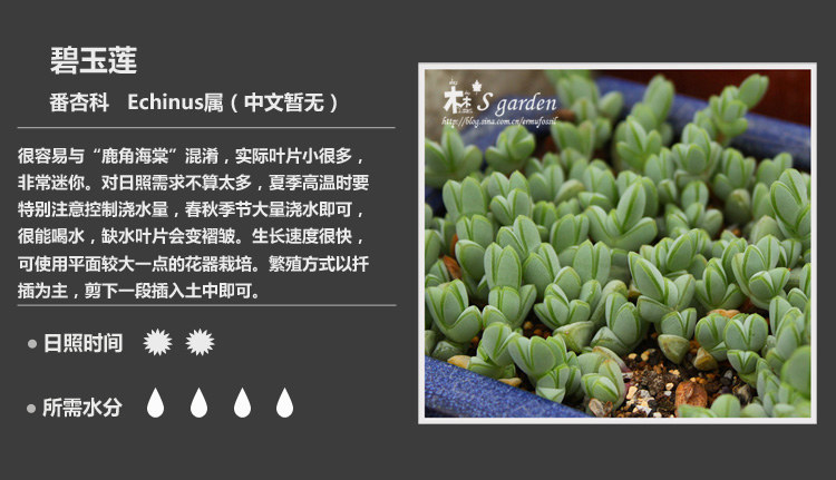 多肉植物品种大全图解图片