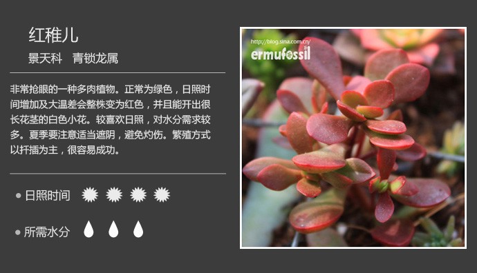 多肉植物品种大全图解图片