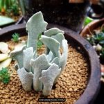 多肉植物品种大全图解图片