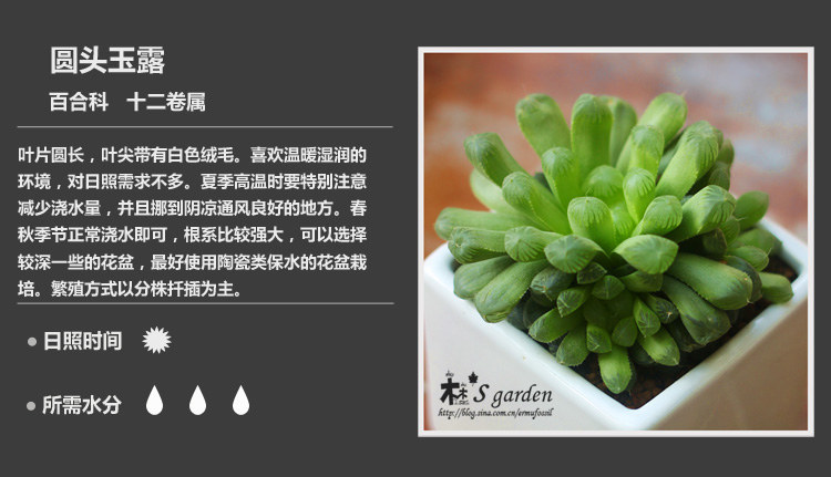 多肉植物品种大全图解图片