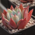 多肉植物品种大全图解图片
