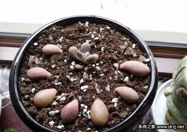 1000种多肉植物图鉴图片
