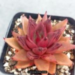 多肉植物品种大全图解图片