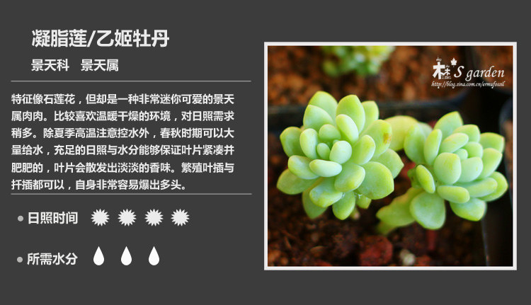 多肉植物品种大全图解图片