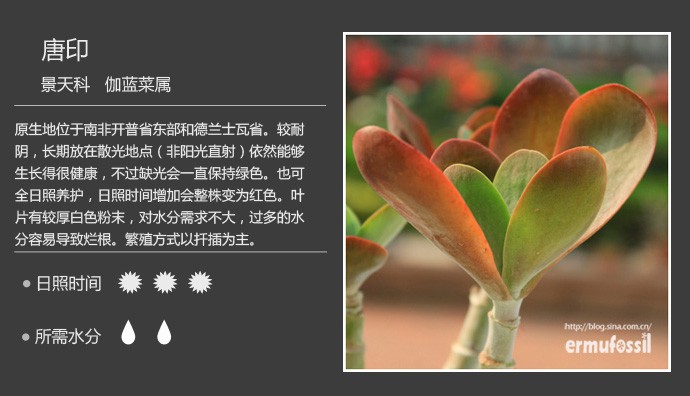 多肉植物品种大全图解图片
