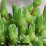 多肉植物品种大全图解图片