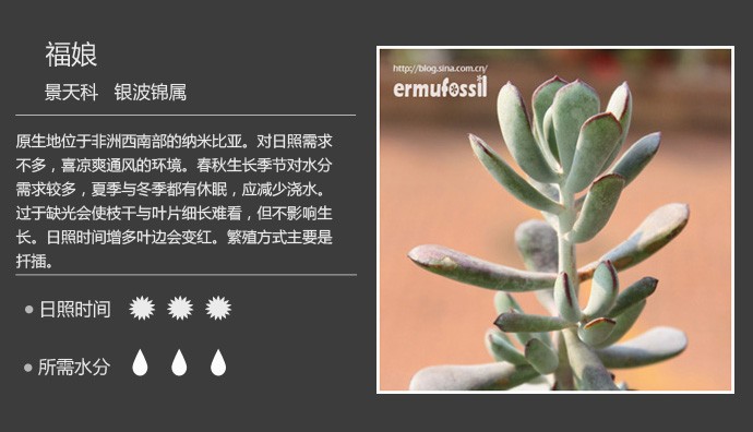 多肉植物品种大全图解图片