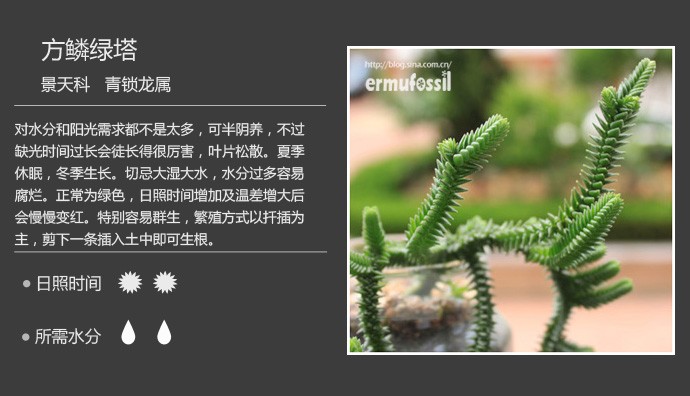 多肉植物品种大全图解图片