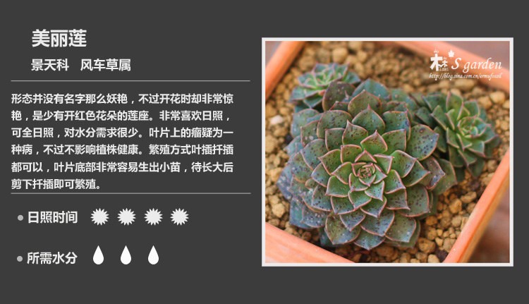 多肉植物品种大全图解图片