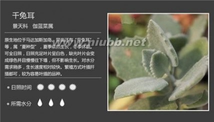 1000种多肉植物图鉴图片