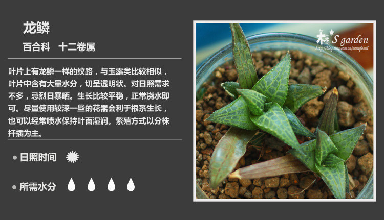 多肉植物品种大全图解图片
