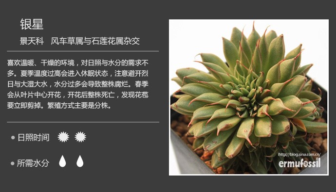 多肉植物品种大全图解图片
