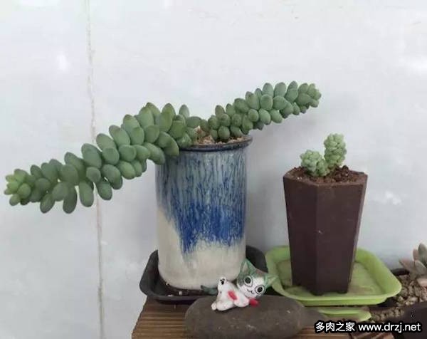 1000种多肉植物图鉴图片