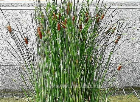 1000种多肉植物图鉴图片