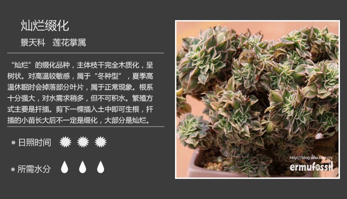 多肉植物品种大全图解图片