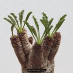 多肉植物品种大全图解图片