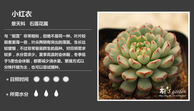 多肉植物品种大全图解图片