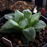 多肉植物品种大全图解图片