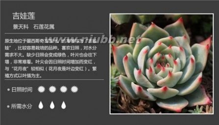 1000种多肉植物图鉴图片