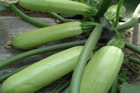 如何预防癌症?这些致癌植物要当心图片
