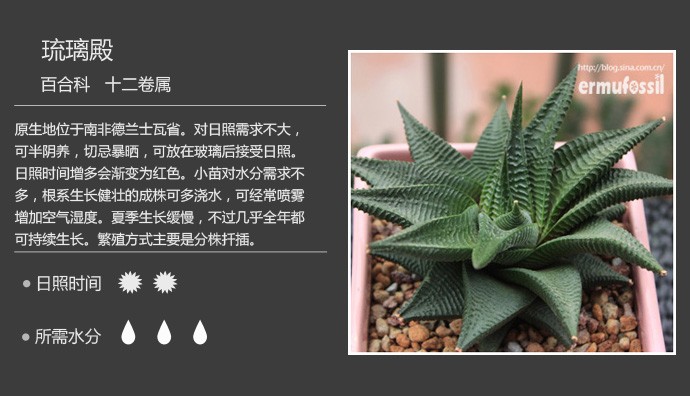 多肉植物品种大全图解图片